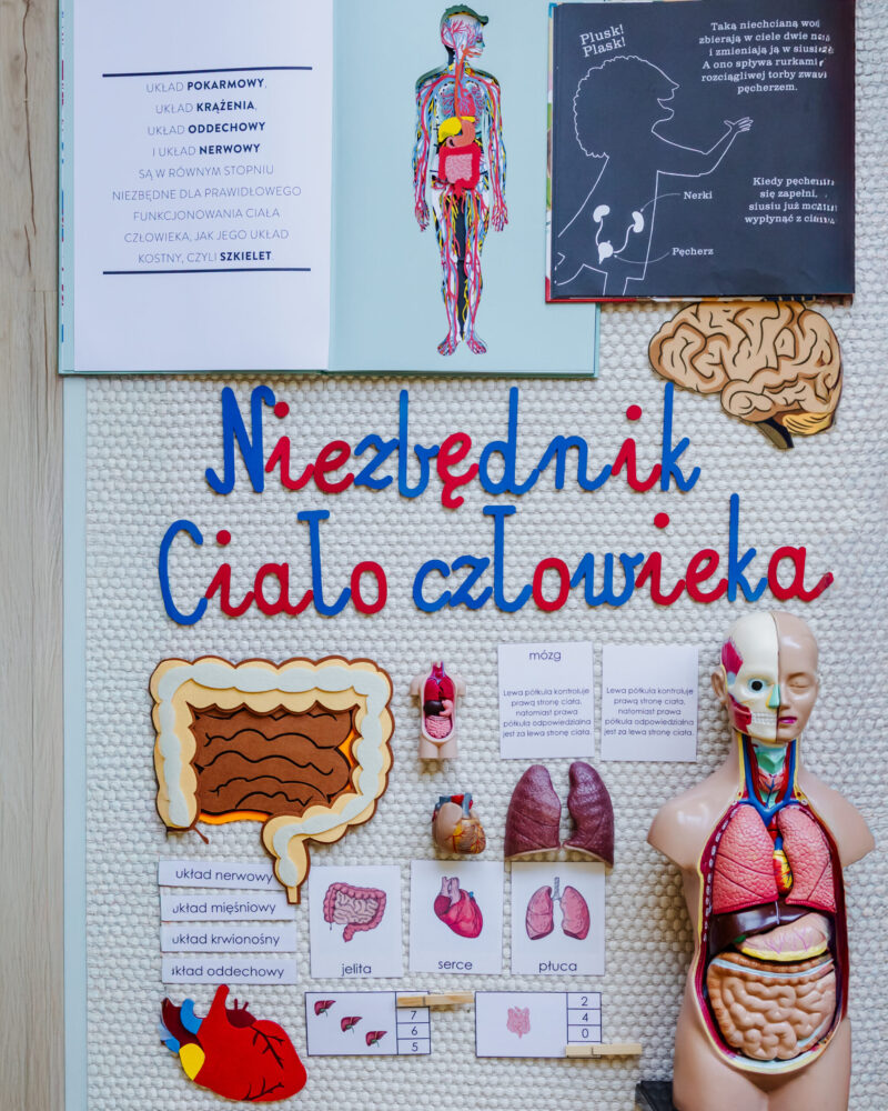 NIEZBĘDNIK EDUKACYJNY MONTESSORI CIAŁO CZŁOWIEKA