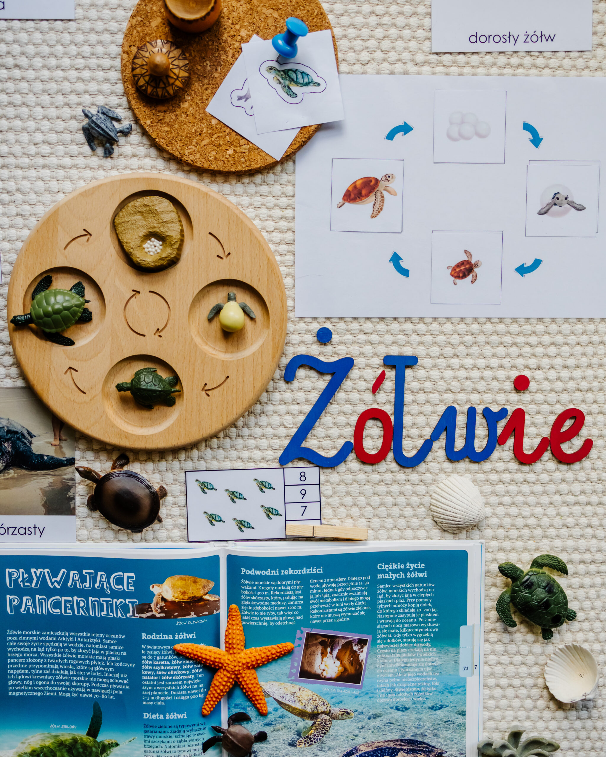 oceany-zolwie-2-scaled