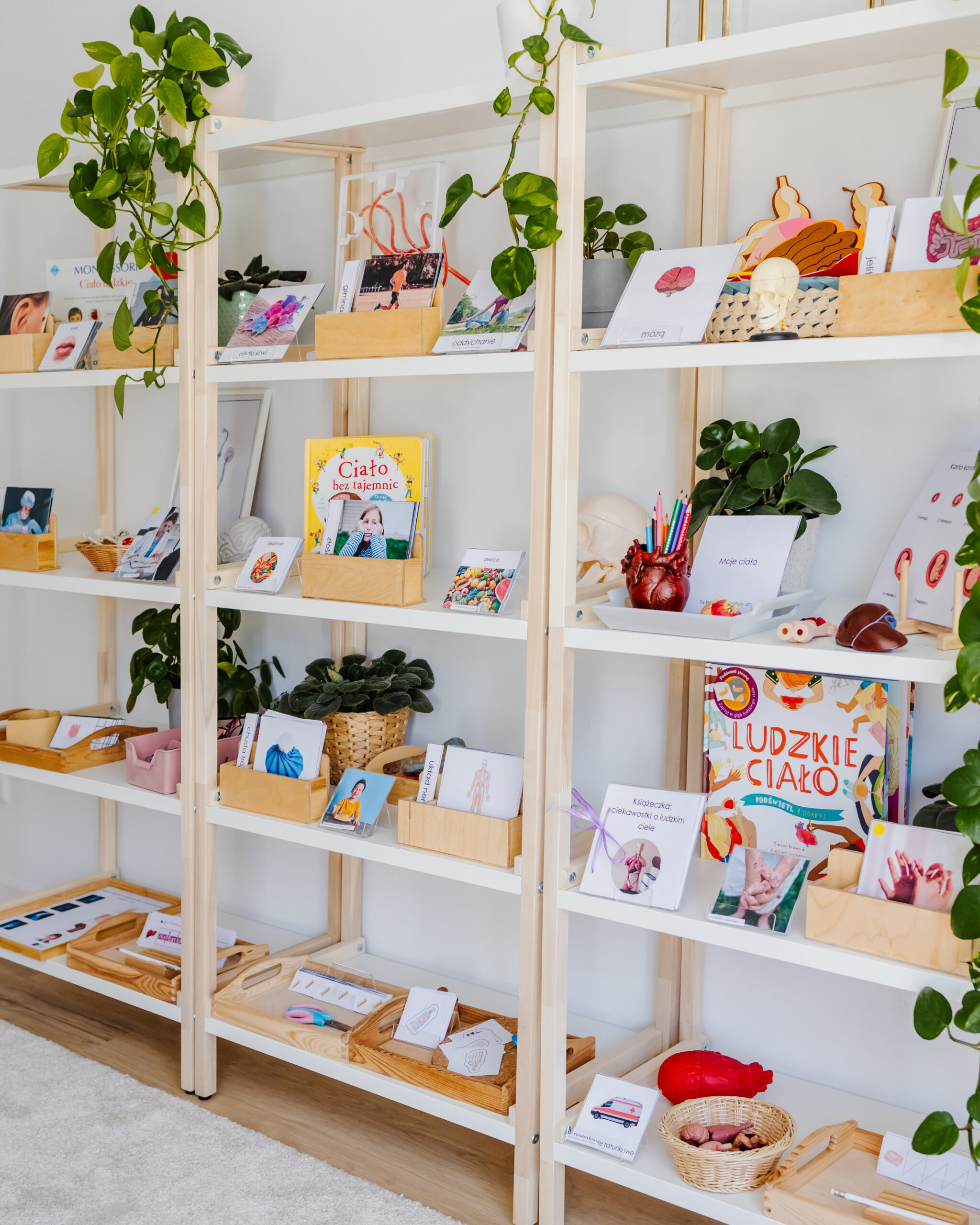 cialo-czlowieka-regal-2-scaled